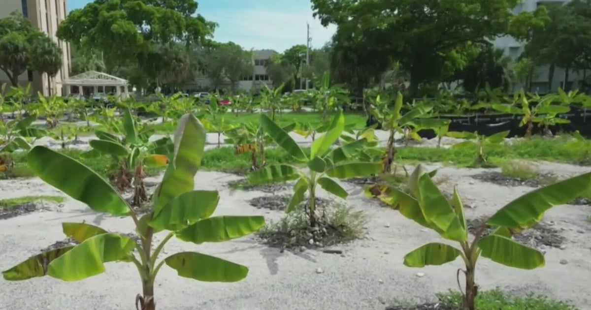 Fort Lauderdale banana farm on $33 million lot seeks agricultural tax break, but Broward County rejects it