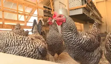 Backyard Hens Debate Discussed At Stuart City Commission Meeting | NewsRadio WFLA