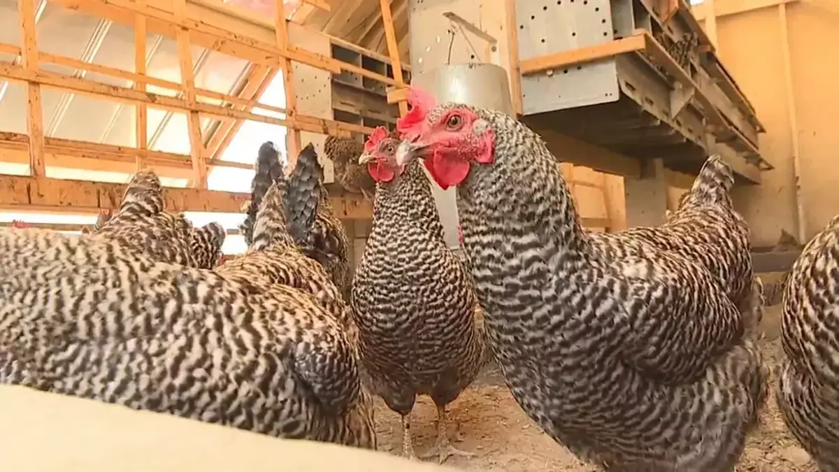 Backyard Hens Debate Discussed At Stuart City Commission Meeting | NewsRadio WFLA