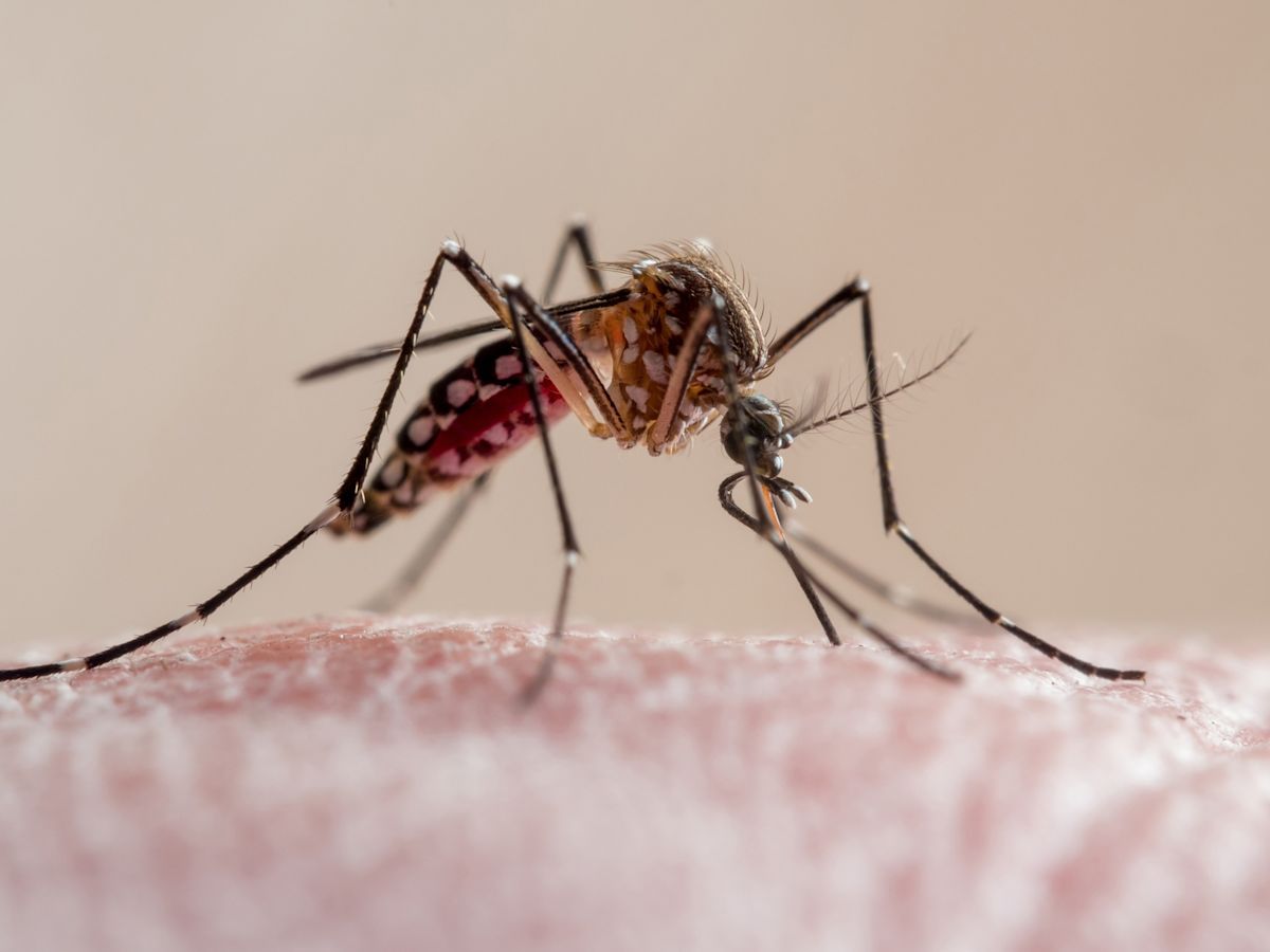 Why health officials are raising alarms about dengue cases in Florida