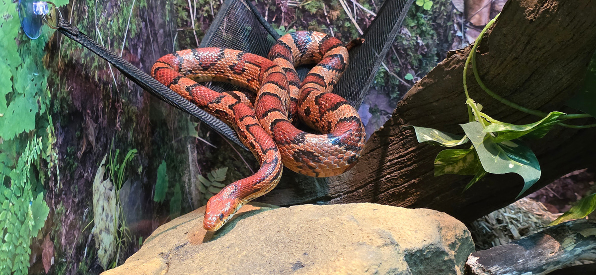 The Clinic for the Rehabilitation of Wildlife is mourning the loss of Cobb, a longtime corn snake animal ambassador who helped thousands of visitors learn more about snakes and the important role they play in Southwest Florida’s ecosystems.
