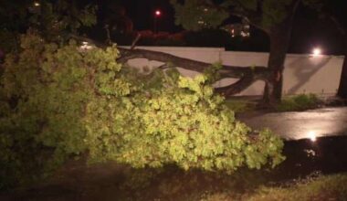 Crews remove large tree branch that toppled onto road in Brickell after lightning strike - WSVN 7News | Miami News, Weather, Sports