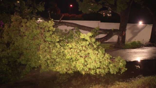 Crews remove large tree branch that toppled onto road in Brickell after lightning strike - WSVN 7News | Miami News, Weather, Sports
