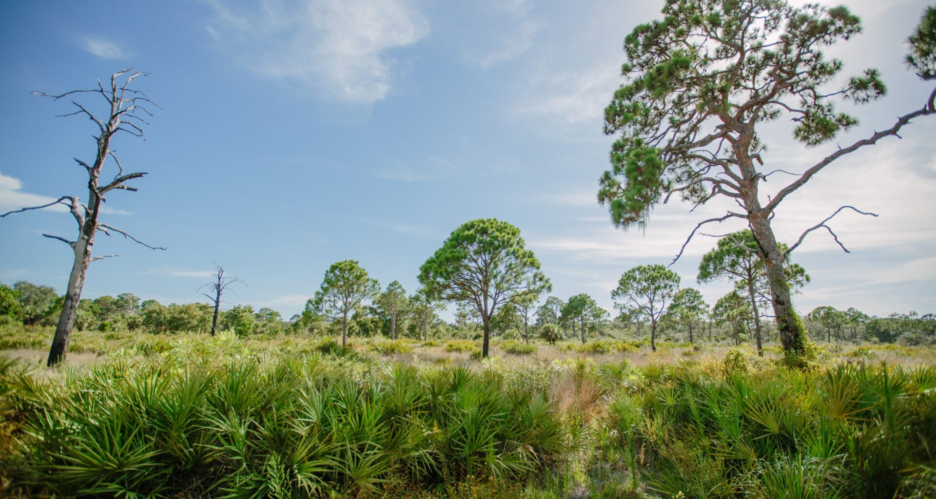St. Pete’s Boyd Hill Nature Preserve will giveaway 3,000 Florida native plants in November