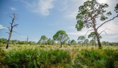 St. Pete’s Boyd Hill Nature Preserve will giveaway 3,000 Florida native plants in November