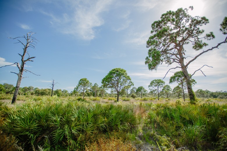 Boyd Hill Nature Preserve pine flatwoods with saw palmetto groundcover and longleaf pine trees under a clear sky in St. Petersburg, Florida.
