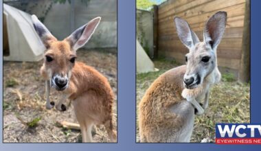 North Florida Wildlife Center welcomes two red kangaroos