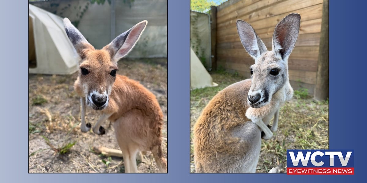 North Florida Wildlife Center welcomes two red kangaroos