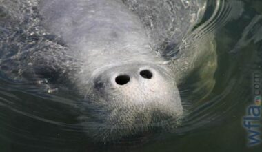 Rescued manatee released after recovering from boat strike near Treasure Island