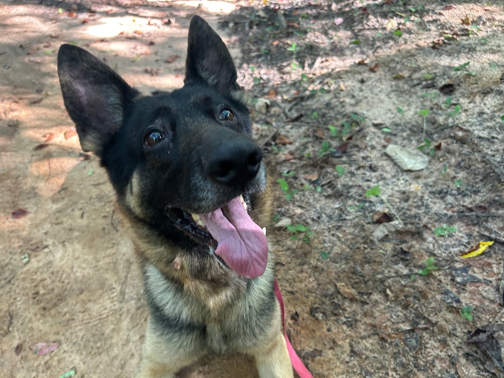 This big boy will sit, stay, speak and more ... and shaking hands is his specialty!