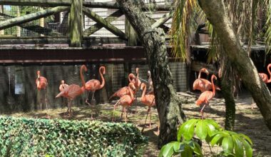 Wildlife advocate campaigns to make flamingo Florida's state bird