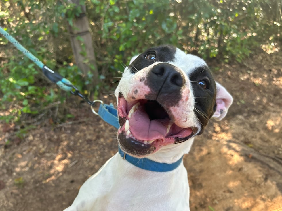 Andi loves treats and will sit still just long enough to catch one and go!