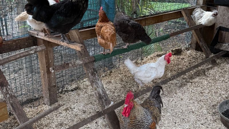 Stuart commissioners seek resident input before deciding on backyard chickens (Storyline)