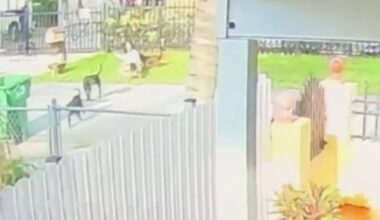 Surveillance shows dogs attacking in NW Miami-Dade neighborhood – NBC 6 South Florida
