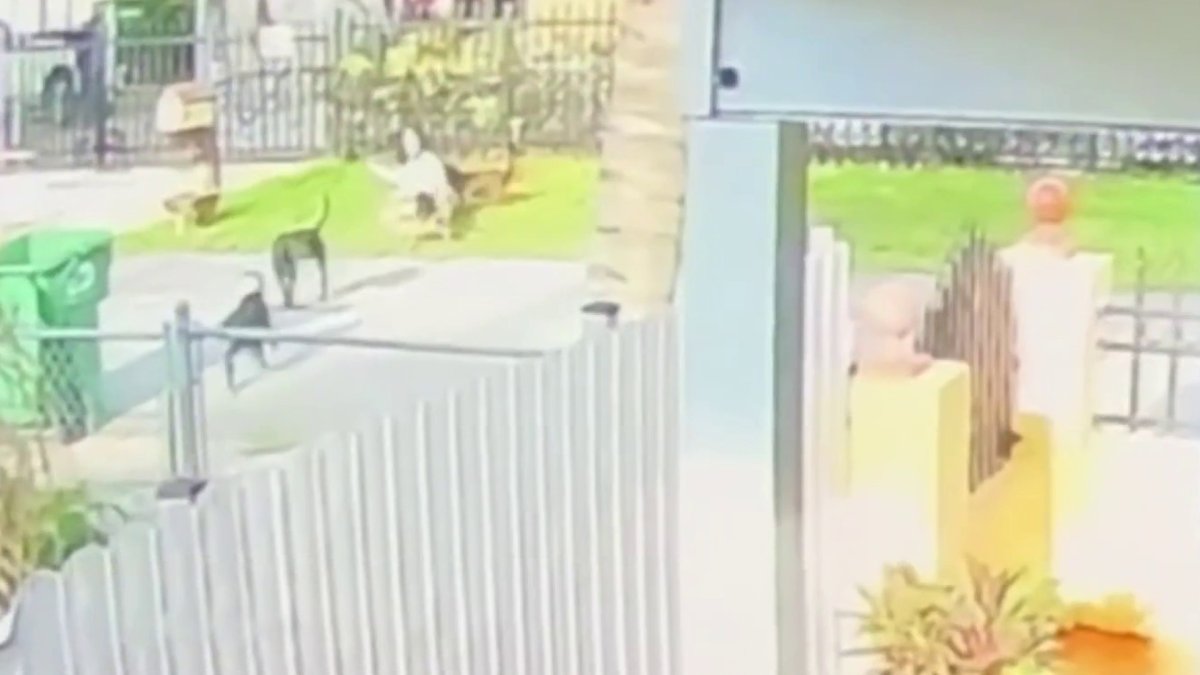 Surveillance shows dogs attacking in NW Miami-Dade neighborhood – NBC 6 South Florida