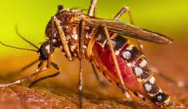 Florida leads the US in dengue fever cases
