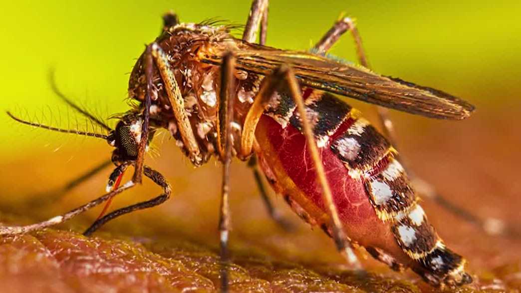 Florida leads the US in dengue fever cases