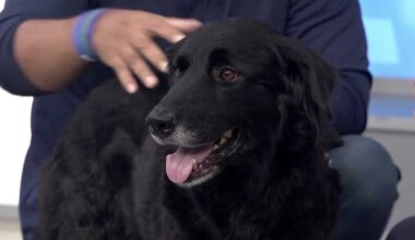 WESH 2 the Rescue: Tazi from Orange County Animal Services