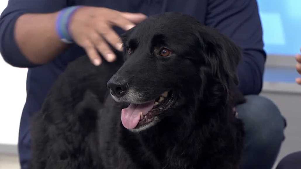 WESH 2 the Rescue: Tazi from Orange County Animal Services