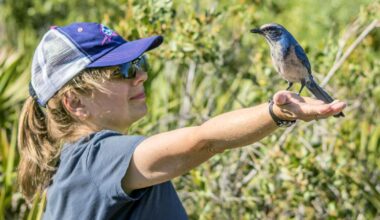 Are scrub jays still protected? | News