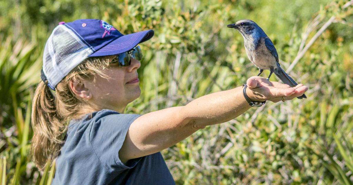 Are scrub jays still protected? | News