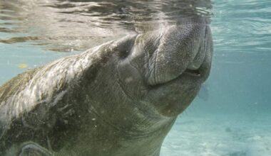Dead Manatee Found Near Ben T. Davis Beach in Tampa | NewsRadio WFLA