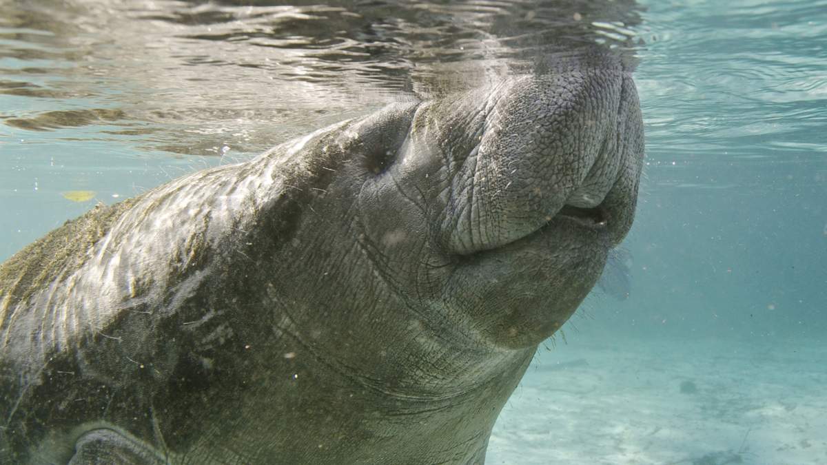 Dead Manatee Found Near Ben T. Davis Beach in Tampa | NewsRadio WFLA