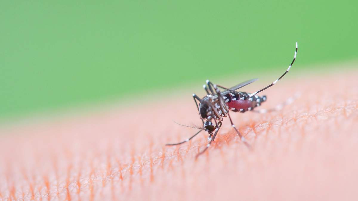Pinellas Joins Tampa Bay Dengue Fever Emergency Declarations | NewsRadio WFLA