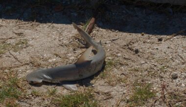 FWC Finds No Violations After Sharks Cut Up on Redington Beach | NewsRadio WFLA