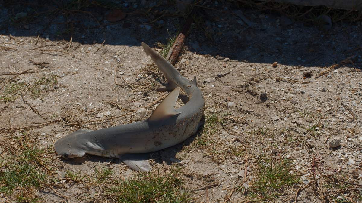 FWC Finds No Violations After Sharks Cut Up on Redington Beach | NewsRadio WFLA