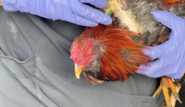 Roosters seized in Lee County cockfighting cases euthanized | Crime