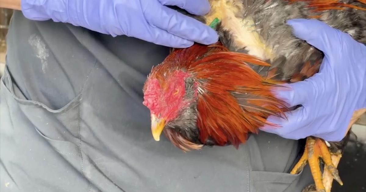 Roosters seized in Lee County cockfighting cases euthanized | Crime