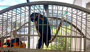 Charlotte County parrot rescue needs new home before October lease ends | Charlotte County