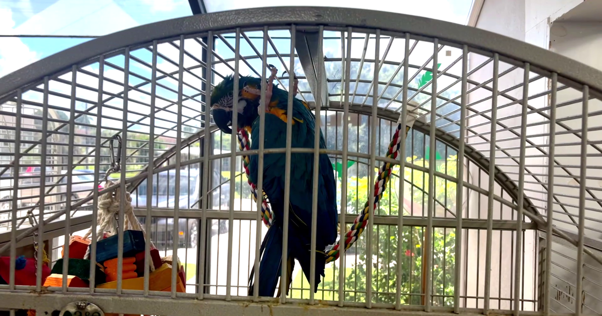 Charlotte County parrot rescue needs new home before October lease ends | Charlotte County