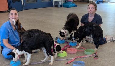 Border Collies seized from Palm City home now ready to be adopted | Martin County