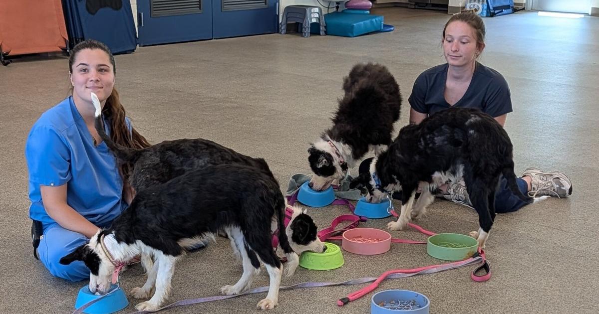 Border Collies seized from Palm City home now ready to be adopted | Martin County