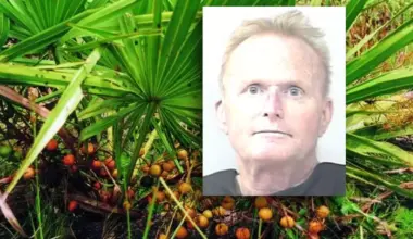 Former St. Lucie REC Chair Arrested For Illegally Picking Saw Palmetto Berries On Public Lands | NewsRadio WIOD