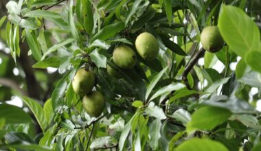 Miami-Dade’s final free tree giveaway set for Sept. 13 | Miami