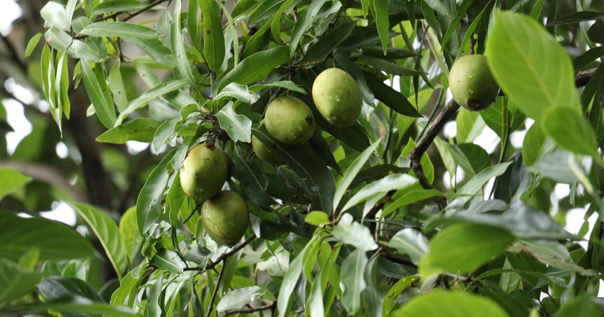 Miami-Dade’s final free tree giveaway set for Sept. 13 | Miami