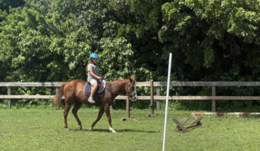 Cape Coral officer resigned before arrest in rescue horse resale scheme | Crime
