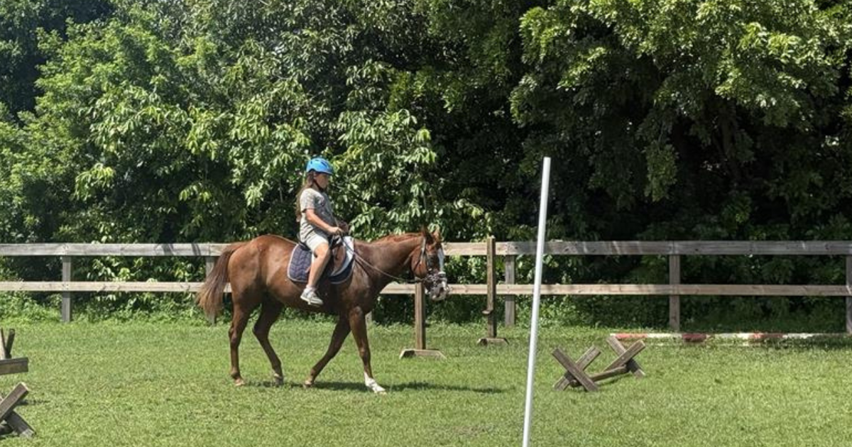 Cape Coral officer resigned before arrest in rescue horse resale scheme | Crime