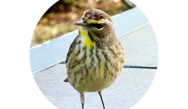 Birds on the move | Columnists