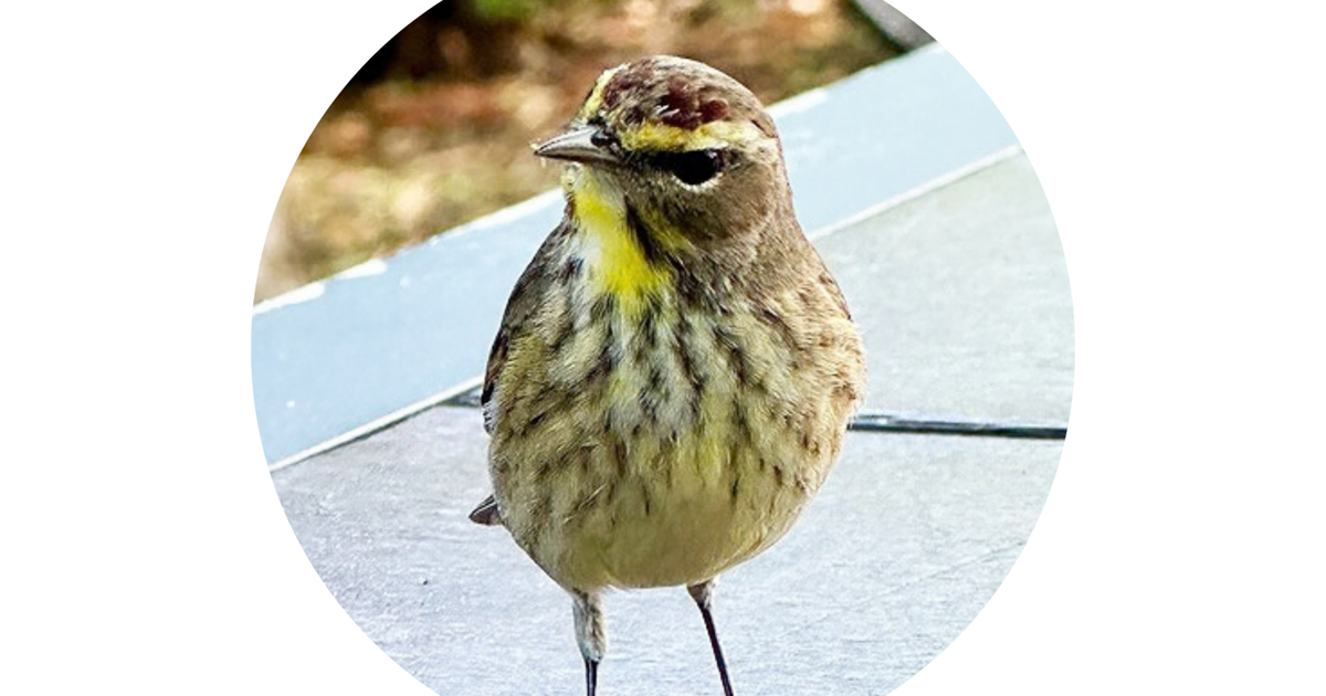 Birds on the move | Columnists