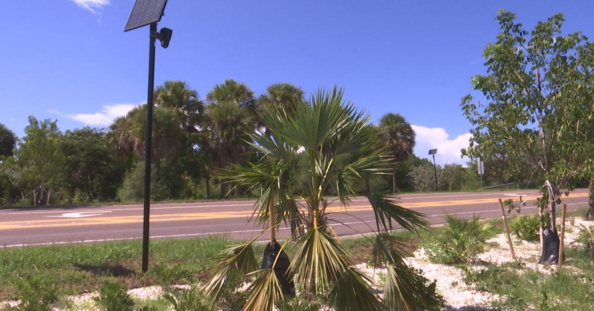 Sanibel city council continues to debate flock us on the island | News