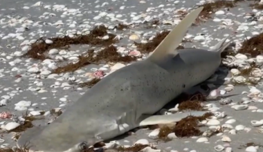 Illegal gill net removed off Sanibel Island | Crime