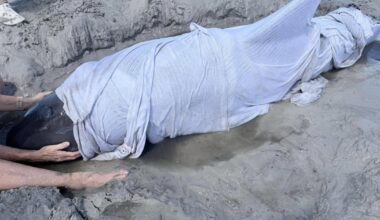 Beached dolphin rescued in Matlacha Pass after getting stuck on sandbar | Lee County