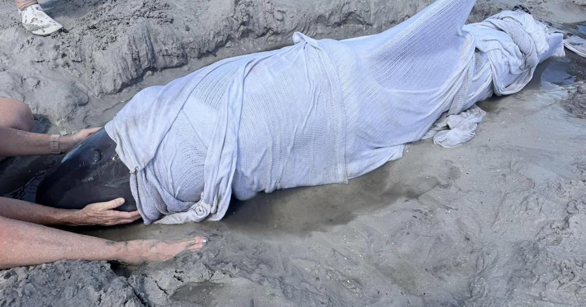 Beached dolphin rescued in Matlacha Pass after getting stuck on sandbar | Lee County