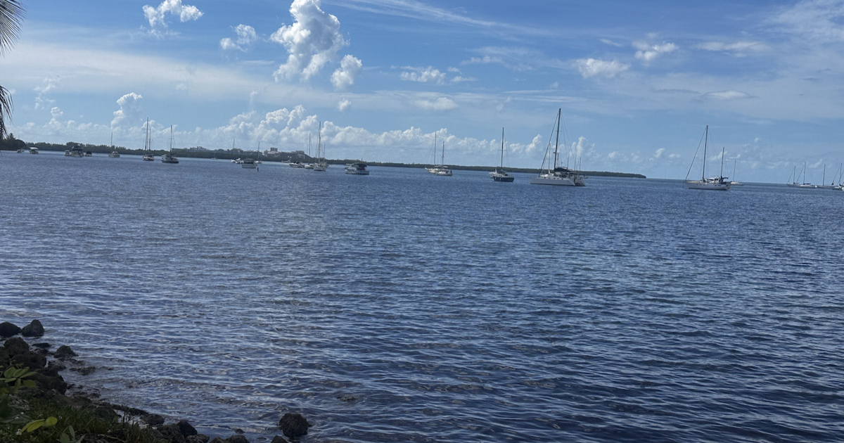 Biscayne Bay still plagued by pollution despite millions in funding | Miami