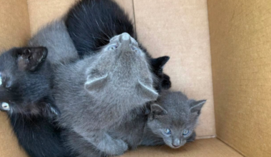 4 kittens rescued from car engine in Cape Coral, now up for adoption | Lee County