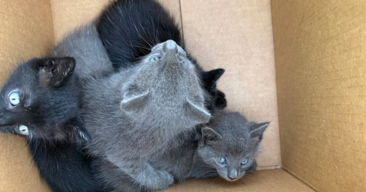 4 kittens rescued from car engine in Cape Coral, now up for adoption | Lee County